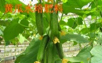 Cucumber hydroponic nutrient
